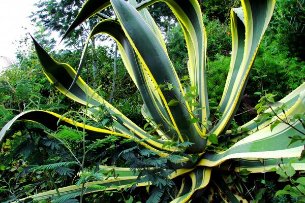 Very large leaf flower