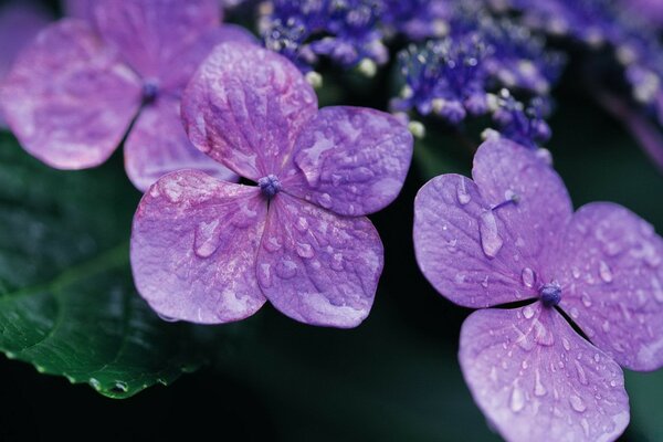 Fleurs pourpres délicates avec des gouttes de rosée