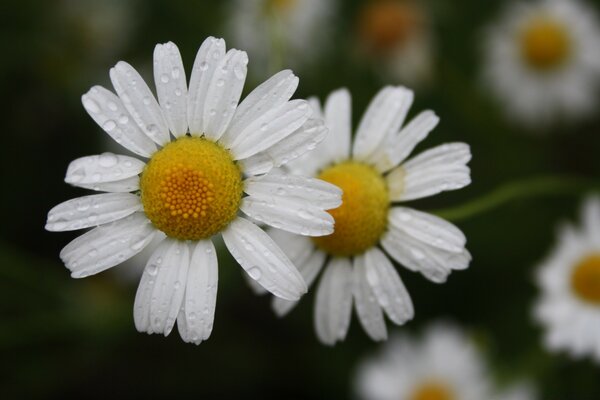 White daisies close-up