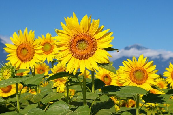 Blooming sunflowers on a background of blue sky and mountains