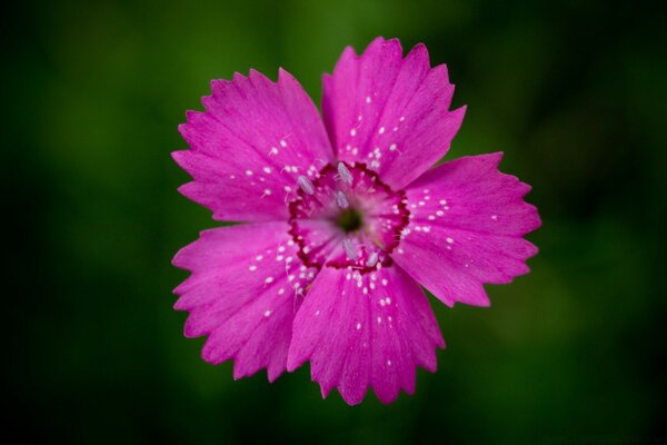 Oeillet rouge sur fond sombre