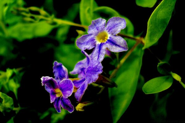 Deslumbrante flor en el Jardín