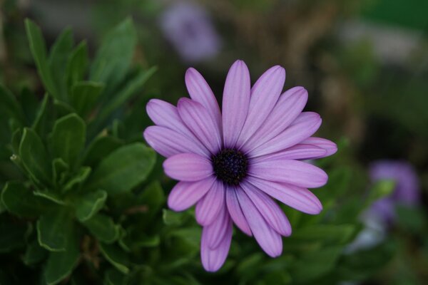 Beautiful purple flower