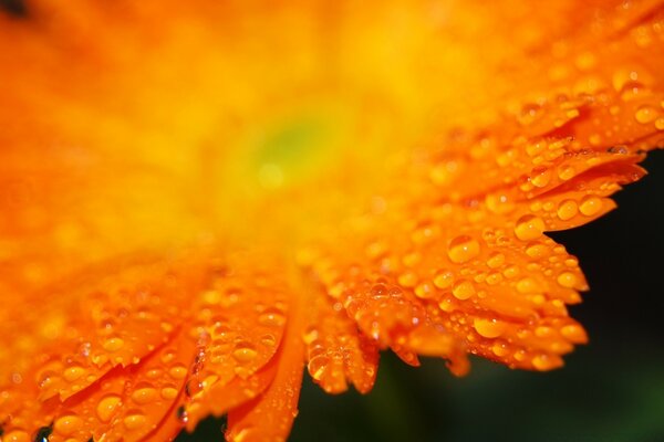 Gotas em pétalas de macro laranja