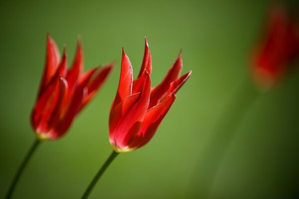 A pair of red tulips on a green background