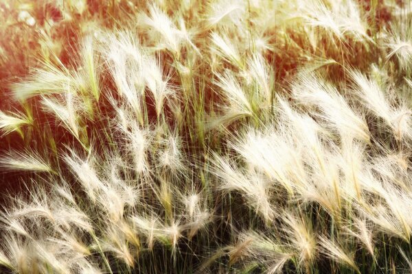 O campo foi coberto em um dia de Verão