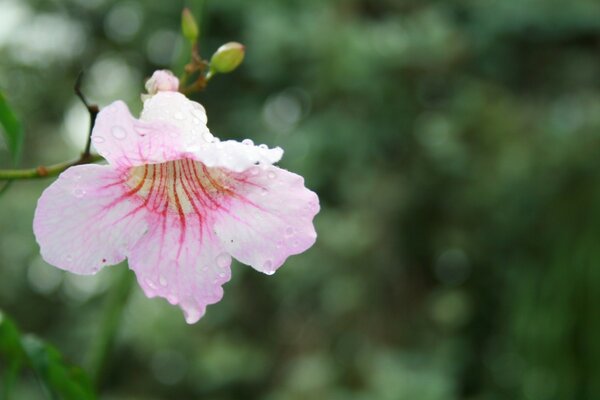 Blühende Blume auf dem Hintergrund des Laubs