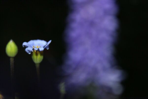 Fiori sbocciati su sfondo scuro