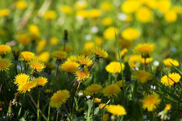 Blumen auf einem grünen Feld. Die Schönheit der Natur