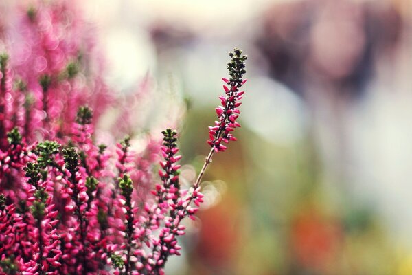 Eine Sommerblume aus kleinen Blütenständen