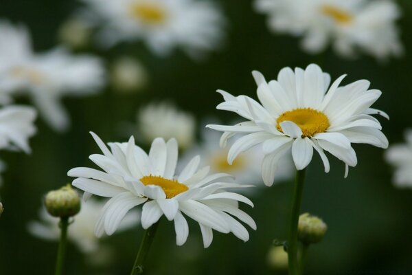 Flowers. Daisies. Summer nature