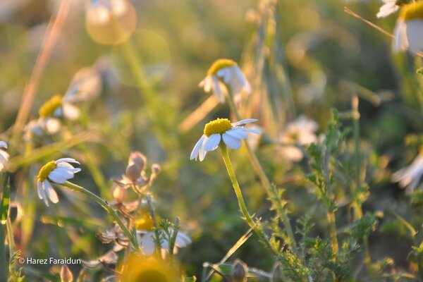 Bokeh tarzında beyaz papatyalar