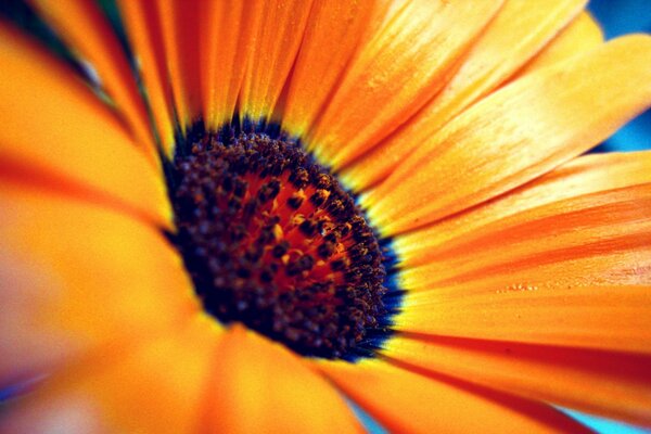 Macro photography of a bright yellow flower