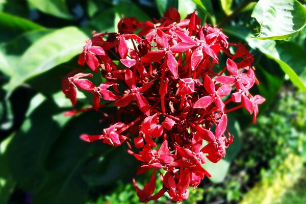 Small-leaved flower for the garden