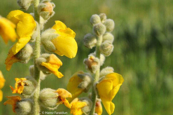 Flores brilhantes amarelas em macro