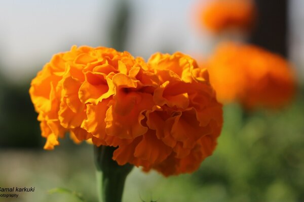 Orange marigolds on a green background