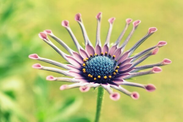 Unusual summer flower