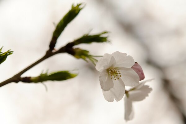 A blooming apple tree , buds are blooming on the branches