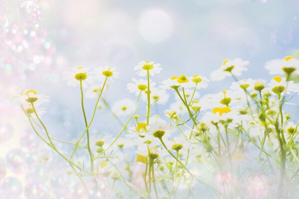 Champ de marguerites sur fond bleu avec des reflets