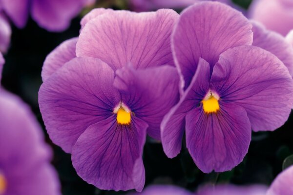 Fleurs de jardin violettes délicates