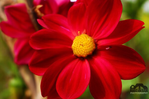 Fleur d été Dahlia gars joyeux