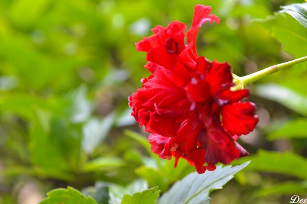 Red carnation on a green background