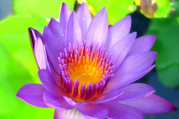 Fleur pourpre closeup