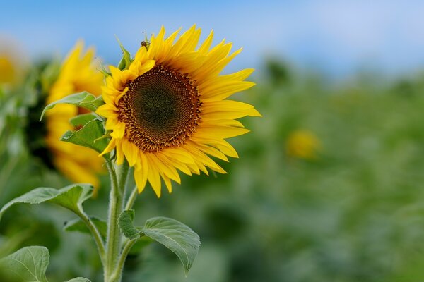 Two blooming sunflowers in the field