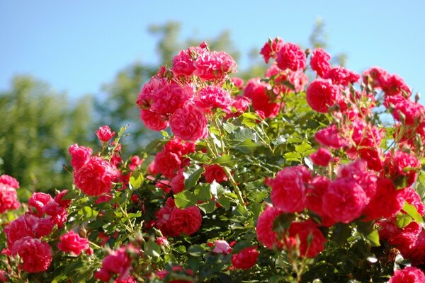 Primo piano del cespuglio di Rose Garden