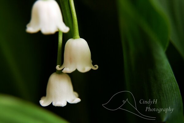 Lilies of the valley on a green background close-up