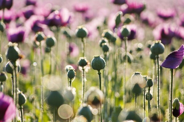 Las amapolas se desvanecen rápidamente si el viento