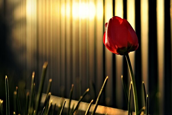 Rote Tulpe im Abendlicht