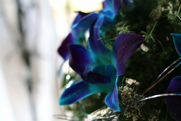 A blue flower among the moss