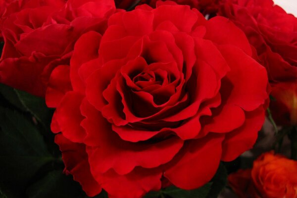 Capullos de rosa roja en monobookete