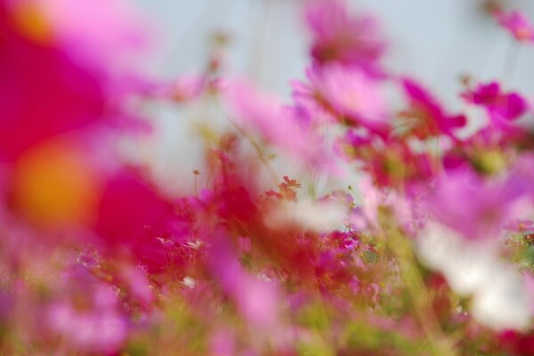 Schönes Foto von Blumen. Die Natur