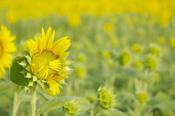 Photos of sunflowers beginning to ripen