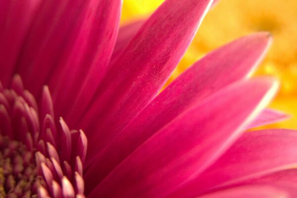 Deslumbrante flor de color rosa