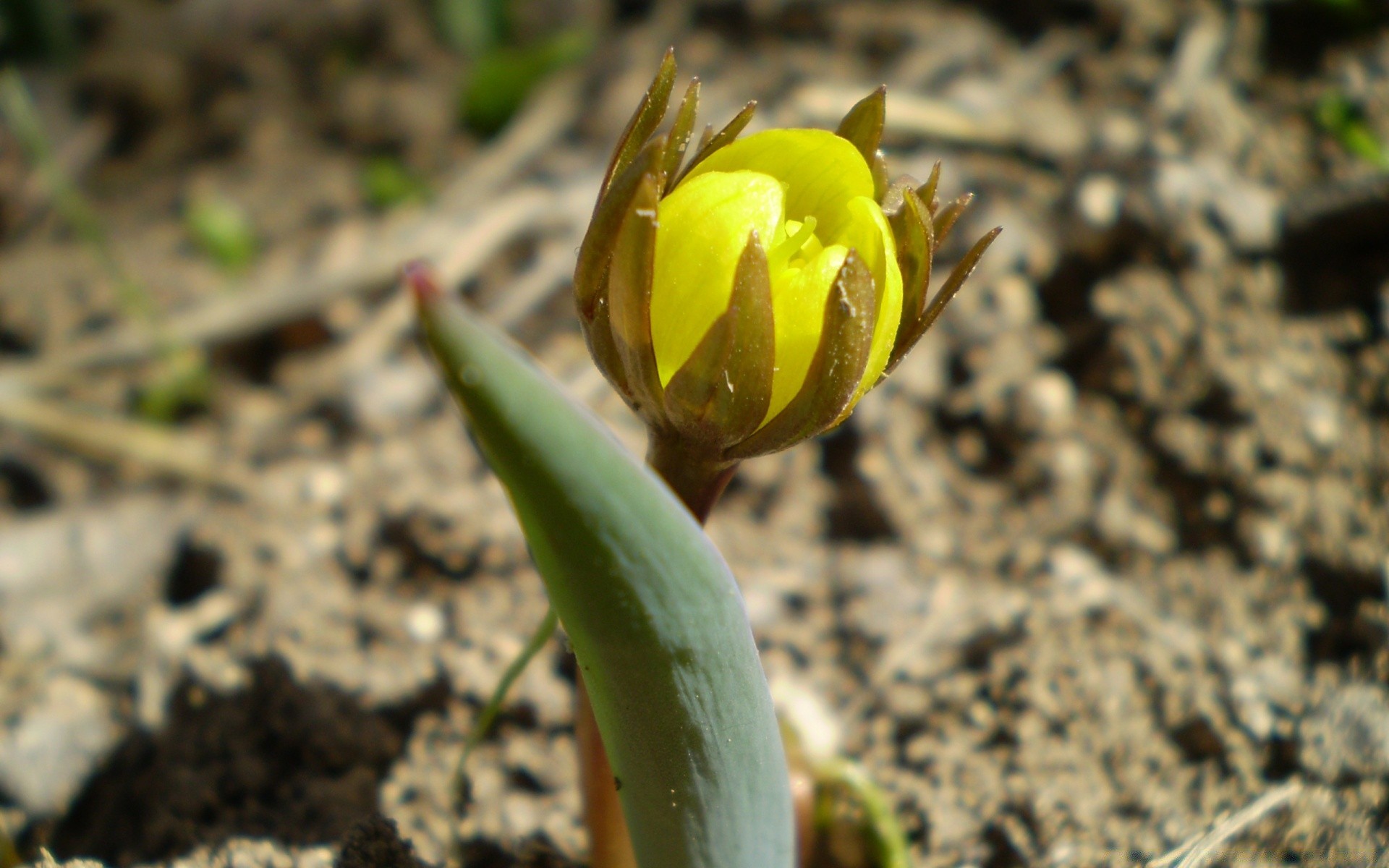 flowers nature flower flora leaf outdoors garden growth bright close-up floral summer color beautiful