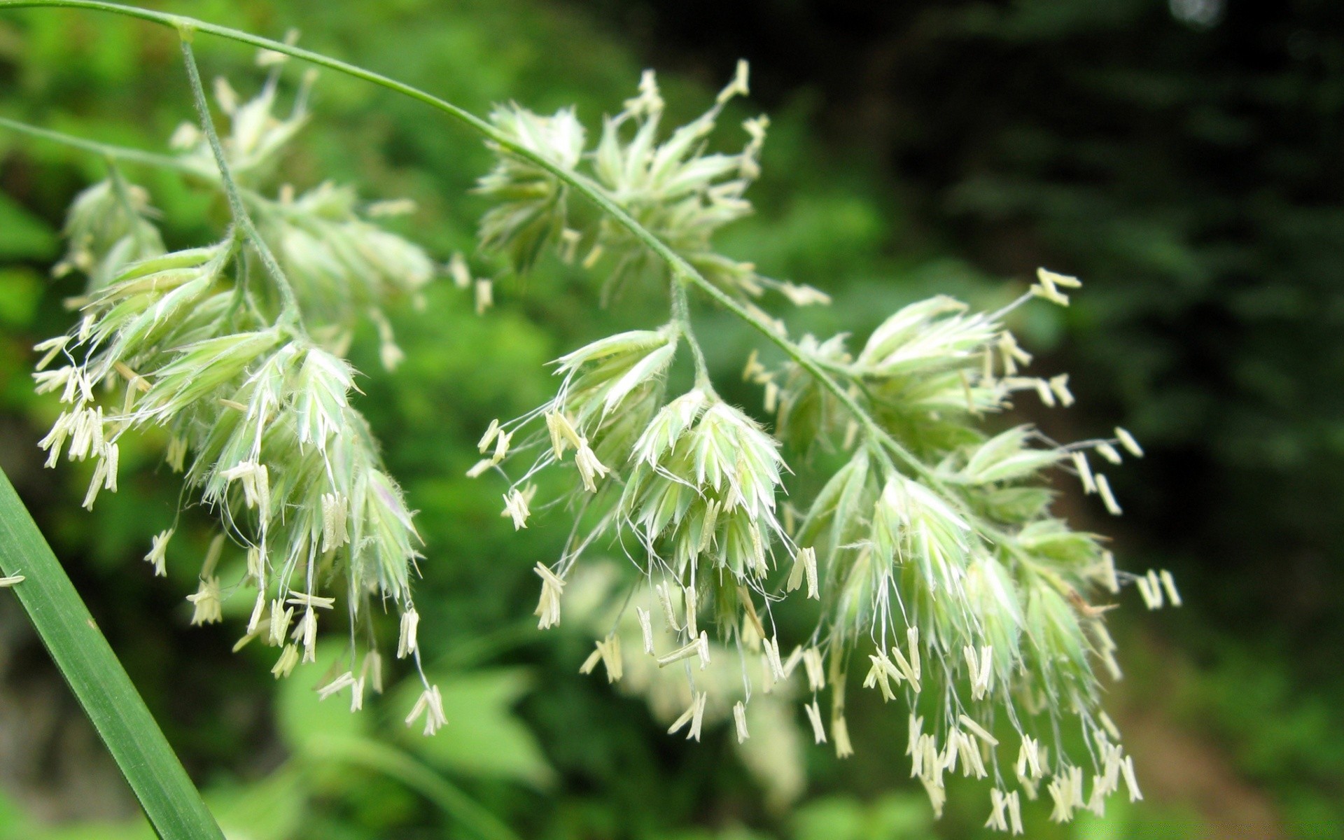 flowers leaf nature flora outdoors growth grass wood garden wild flower summer park fair weather season close-up bright