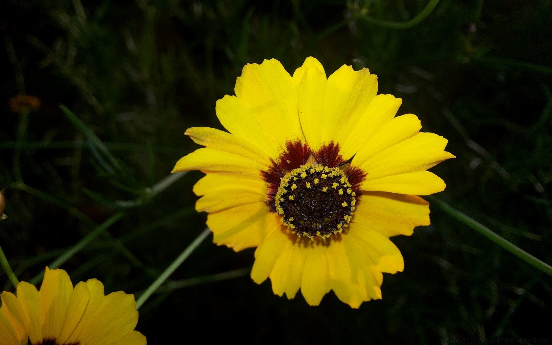 çiçekler çiçek doğa flora yaz bahçe parlak yakın çekim renk polen çiçek büyüme alan petal güzel yaprak açık havada çiçek açan parlak