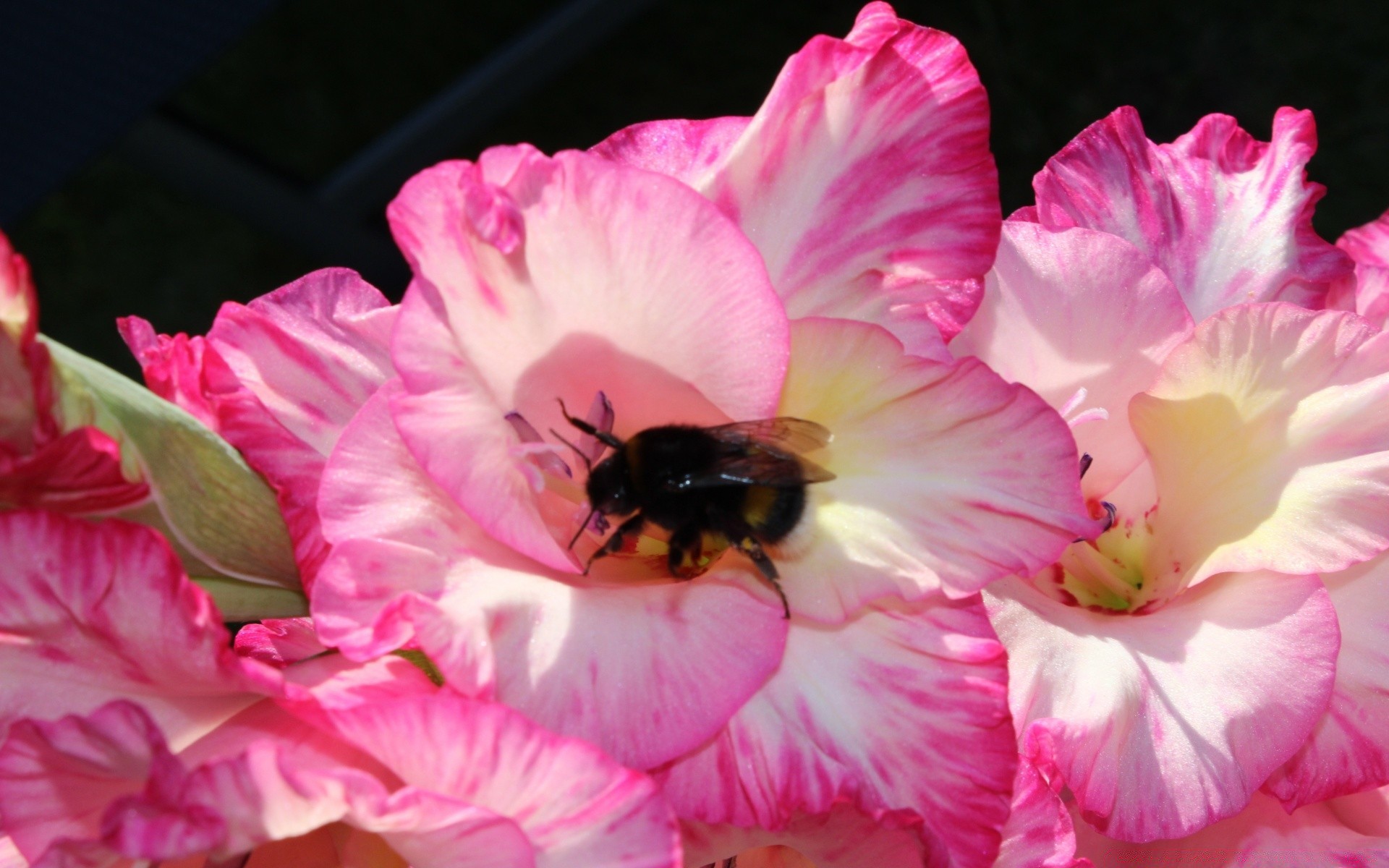 kwiaty kwiat natura flora płatek liść kwiatowy ogród kolor lato piękny róża bluming