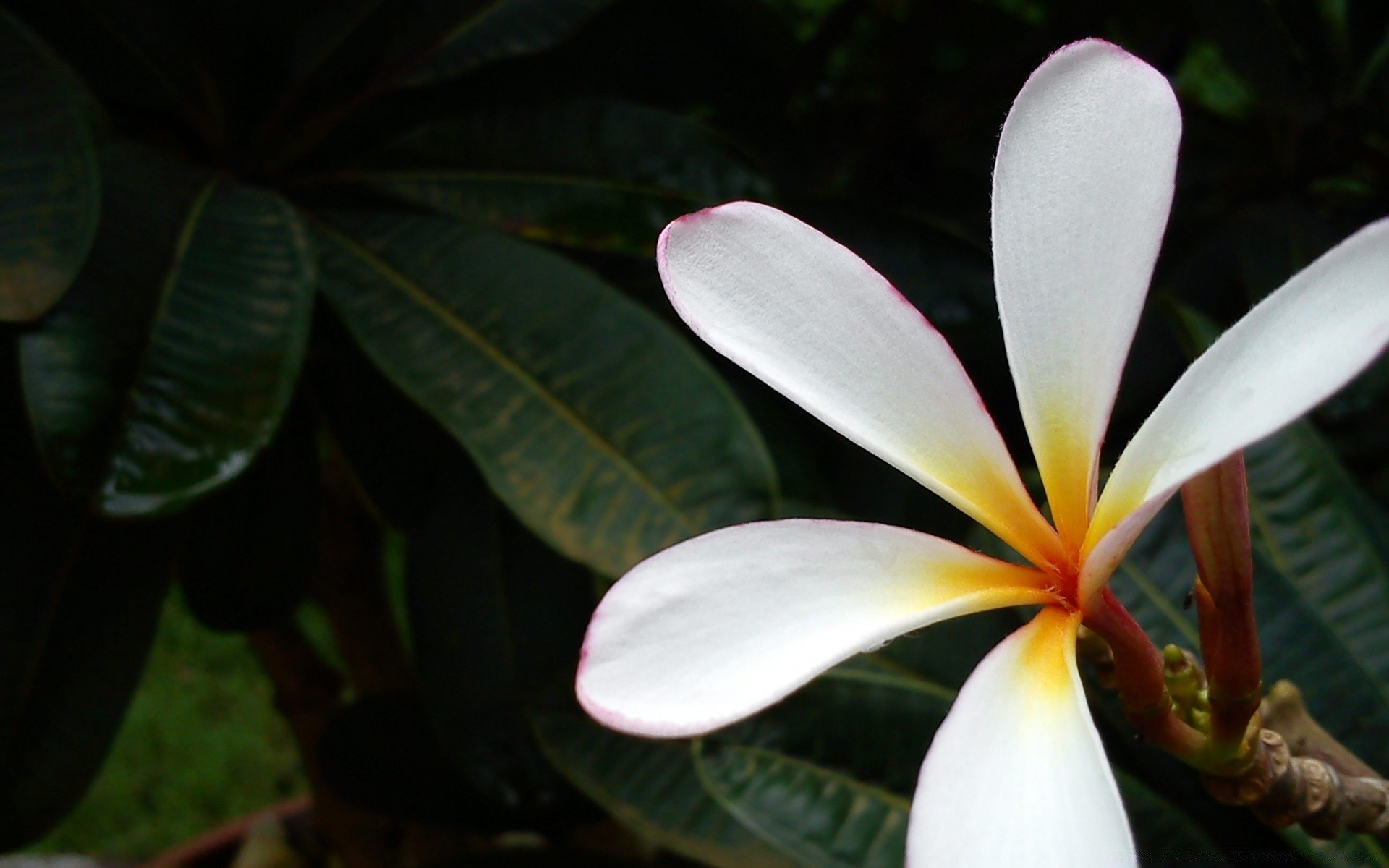 blumen tropisch exotisch natur frangipani blume blatt flora plumeria zen aloha sommer wachstum meditation schön garten