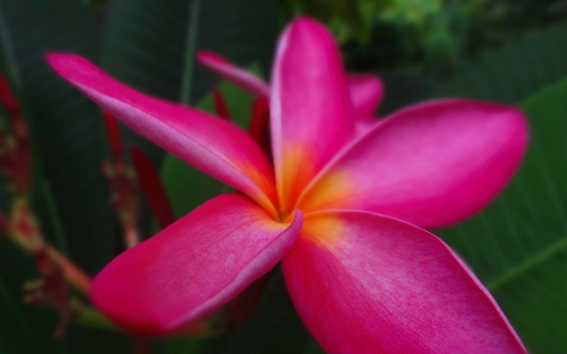 flores tropical flor natureza exóticas flora frangipani verão jardim plumeria folha bela aloha cor brilhante pétala blooming floral