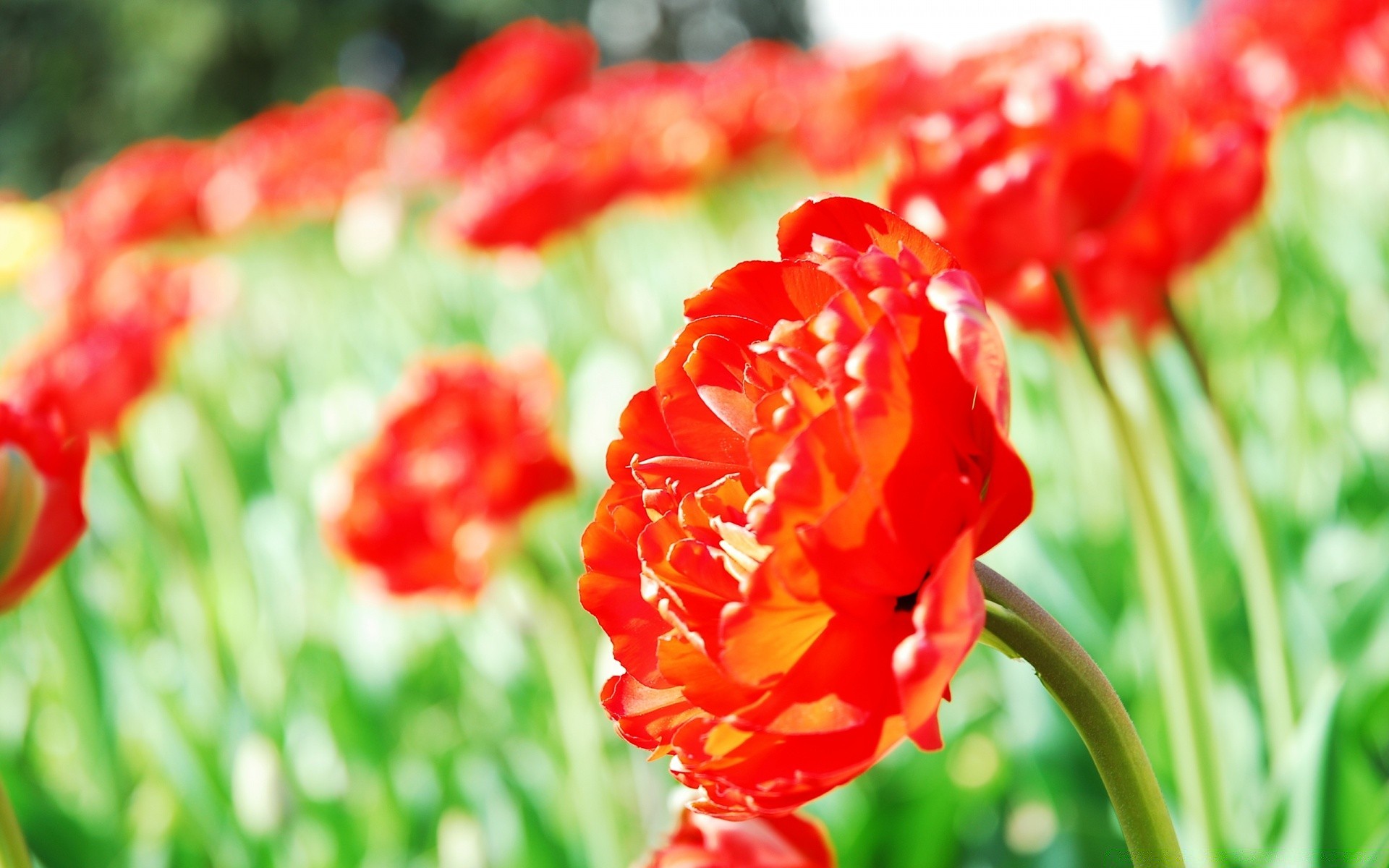 fleurs nature été fleur flore feuille lumineux jardin champ croissance à l extérieur tulipe beau temps couleur herbe