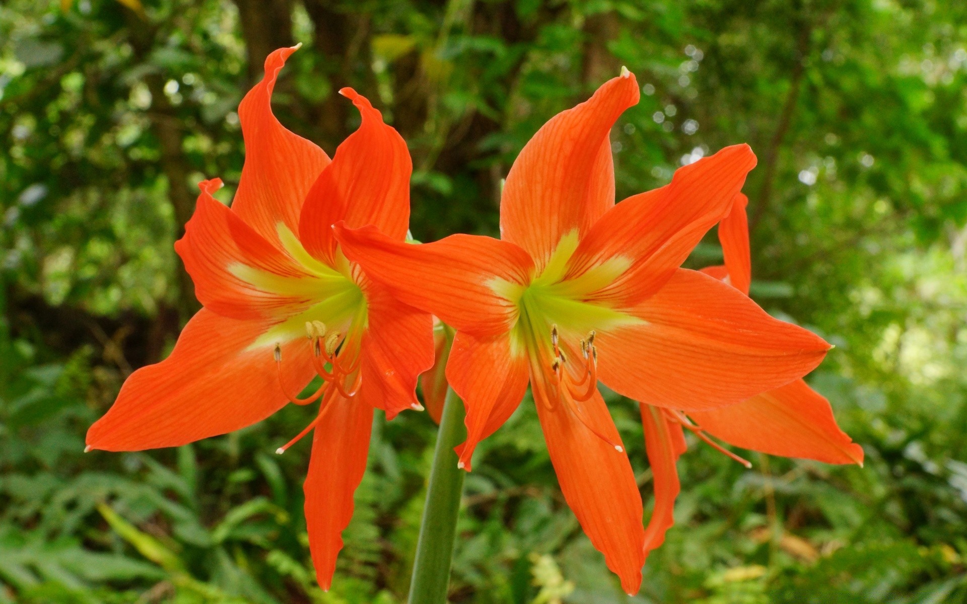 flowers nature flower flora leaf summer garden color growth blooming bright outdoors close-up floral