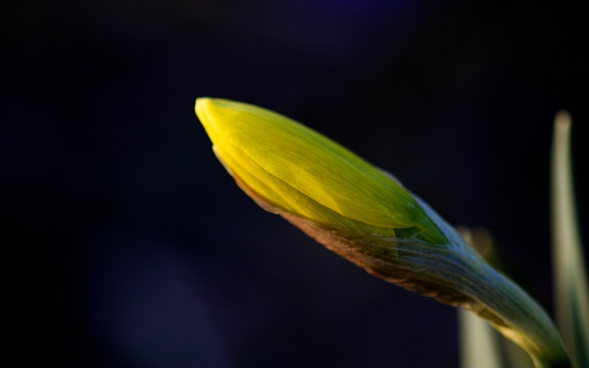 blumen natur blatt hell flora im freien blume