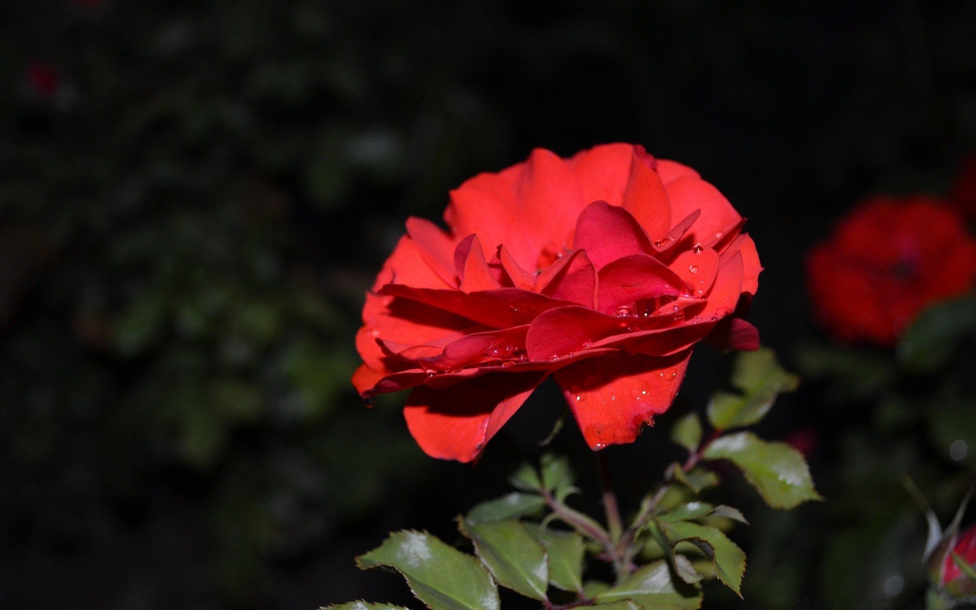 flowers flower rose leaf nature petal flora garden blooming color floral