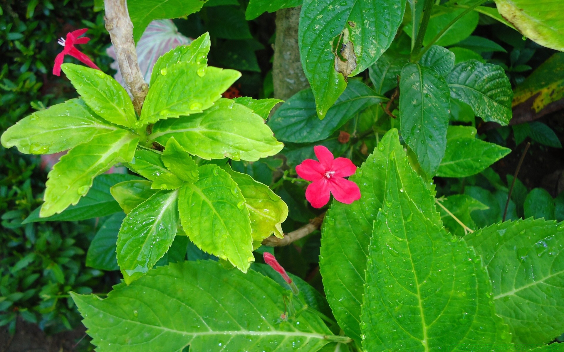 flores naturaleza flora flor jardín hoja verano crecimiento primer plano al aire libre floración temporada color floral brillante pétalo