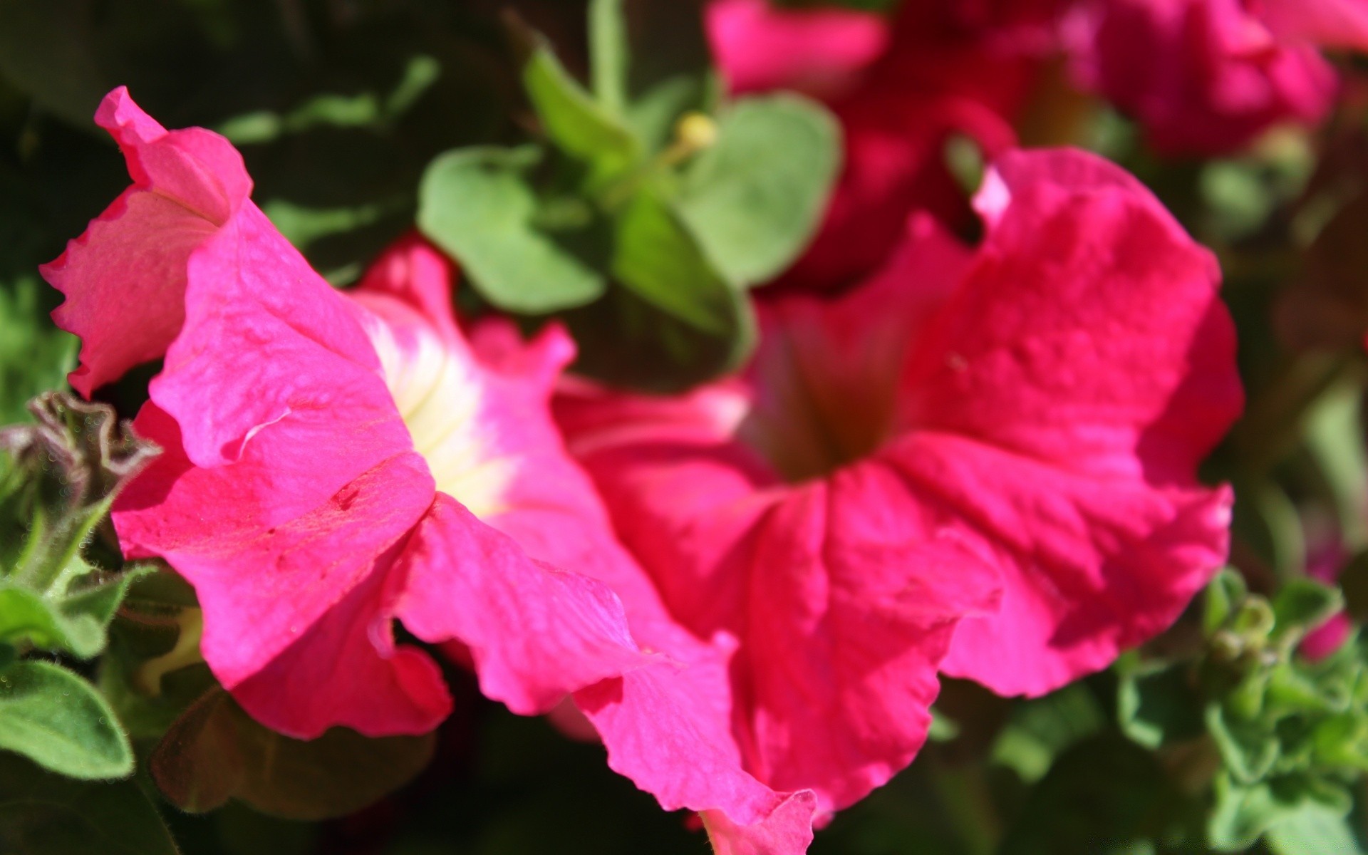 flowers flower nature flora garden summer leaf blooming petal rose floral color close-up bright beautiful outdoors growth hibiscus