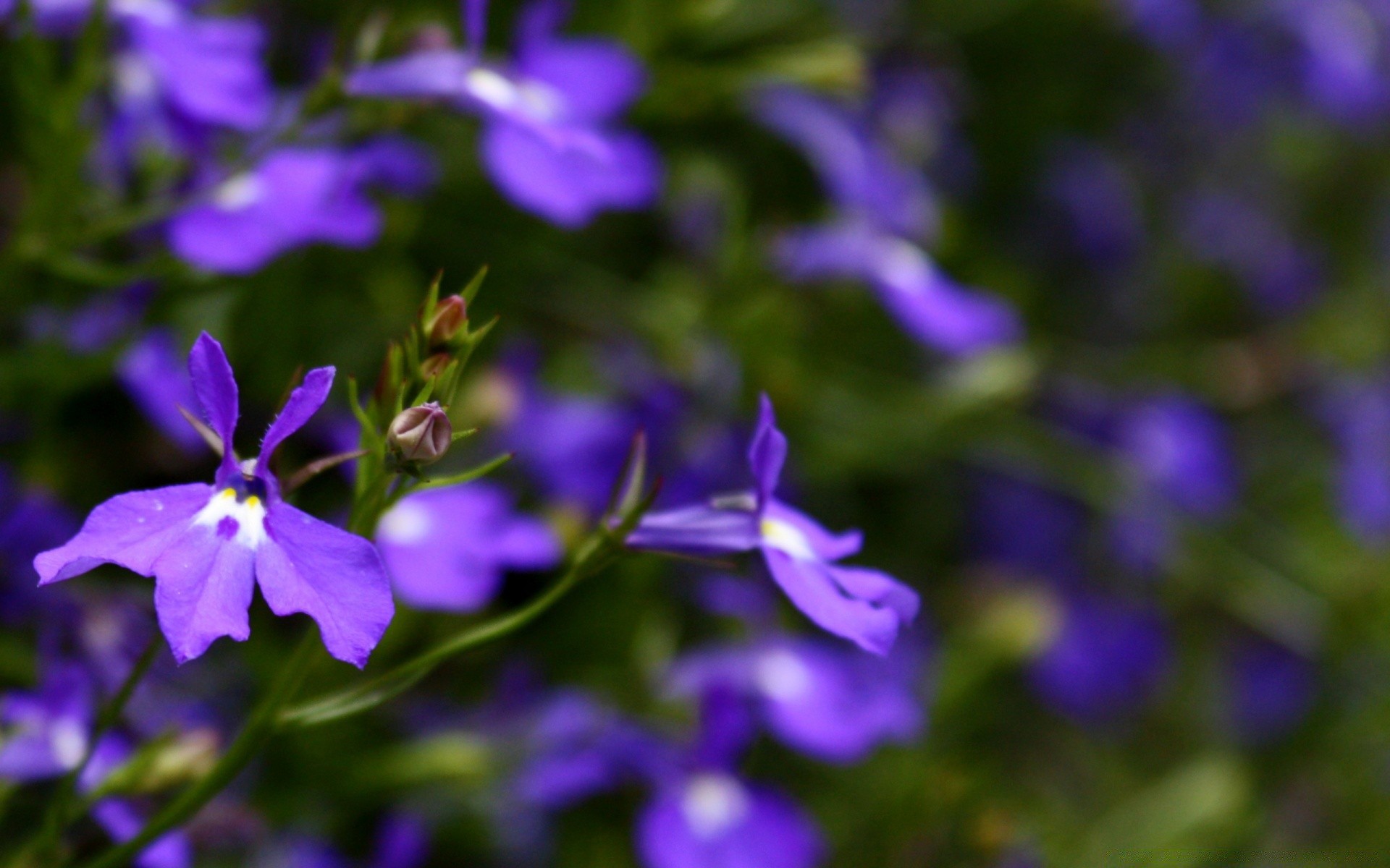 flowers flower flora nature garden violet summer leaf petal blooming growth outdoors floral blur field color hayfield perennial